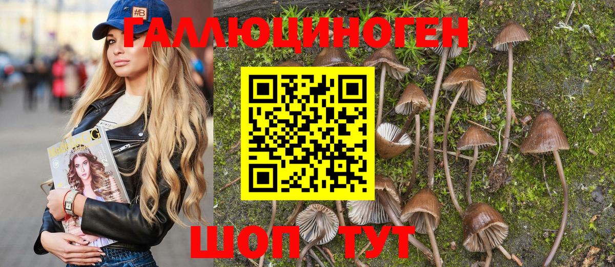 Камень-на-Оби  Псилоцибиновые грибы Psilocybe  Вход с VPN 